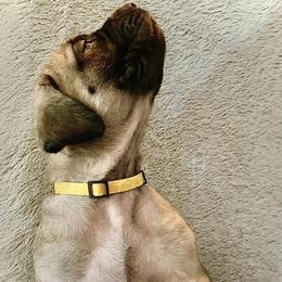 Mastiff Puppies from Eagle Pond Mastiffs