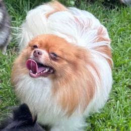 Cassie - Pomeranian