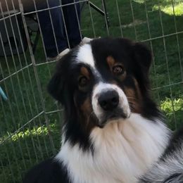 Magnum - Australian Shepherd
