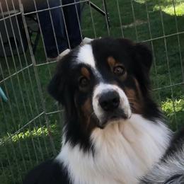 Magnum - Australian Shepherd