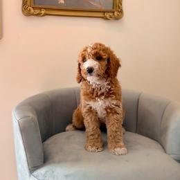Rex - Cream male Goldendoodle puppy in Lakeland, Florida from Rolling Oak Doodles