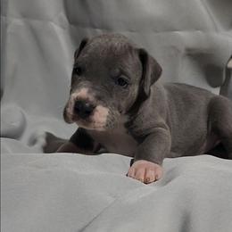 Jimmy - Blue and white male Great Dane puppy in Walker, Louisiana from La Rebel Danes