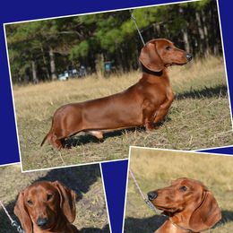 Trouper  - Dachshund