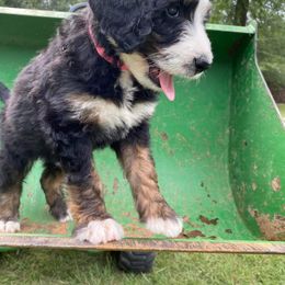 Bernedoodle Puppies from Bayou Blu's Bernedoodles