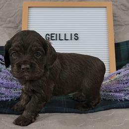 AKC Geillis Duncan - Sable female Cocker Spaniel puppy in Morristown, Tennessee from Down in the Holler