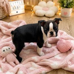F2 - Brindle and white female Boston Terrier puppy in Shell Knob, Missouri from Stoneridge Kennel