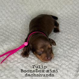 Tulip - Chocolate and cream female Dachshund puppy in Lexington, Oklahoma from BooneDox Miniature Dachshunds