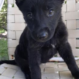 German Shepherds from Causey's Critters