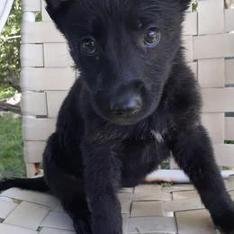 German Shepherds from Causey's Critters