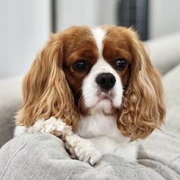 Billy - Cavalier King Charles Spaniel