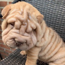 Girl 2 - Apricot dilute female Chinese Shar-Pei puppy in Autryville, North Carolina from T&D'S Razen Wrinkles Shar-pei