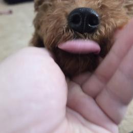 Goldendoodle Puppies from Ironstone Goldendoodles