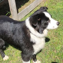 Dayzee - Miniature Australian Shepherd