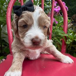 Expo - Caramel cream female Labradoodle puppy in Camden, North Carolina from Oopsie Doodles of NC