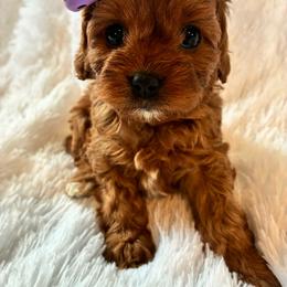 Waffle - Red female Cavapoo puppy in Adrian, Oregon from ApplebyFarm