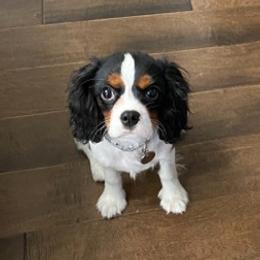 Assorted Doodle Crosses, Bernedoodles, Cavalier King Charles Spaniels, Cavapoos, Chihuahuas, and Poodles from Designer K9's
