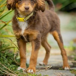 Yellow - Red tri-color male Aussiedoodle puppy in Grants Pass, Oregon from Woodwind Miniatures