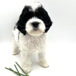 Indie - Black and chalk female Australian Labradoodle puppy in Denton, Texas from Dignity Labradoodles
