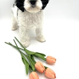 Indie - Black and chalk female Australian Labradoodle puppy in Denton, Texas from Dignity Labradoodles