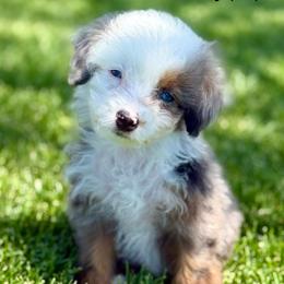 Marty - male Australian Mountain Doodle puppy in Sterling, Colorado from North 40 Doodles
