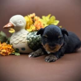 Cory - Black and tan male Yorkshire Terrier puppy in Hastings, Nebraska from Promise Land Pets