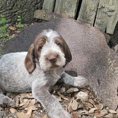 Nikki - Orange roan female Spinone Italiano puppy in Alachua, Florida from Asperida Spinoni and Dachshunds