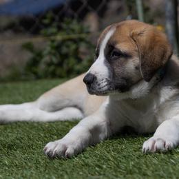 Anatolian Shepherd Dog Puppies from Fiddler’s Dream Anatolians