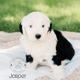 Aussiedoodle, Australian Shepherd, Old English Sheepdog, and Sheepadoodle Puppies from Star Garnet Pups