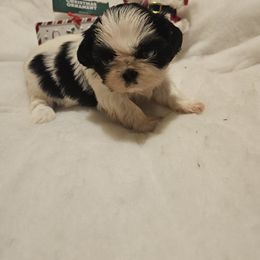 Pink Collar girl - Black and white female Shih Tzu puppy in Woodsfield, Ohio from ROSE LANE SHIH TZUS