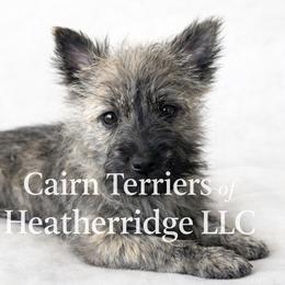 Tilly - Wheaten brindle female Cairn Terrier puppy in Pottersville, Missouri from Cairn Terriers of Heatherridge,LLC