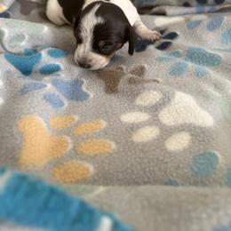 Lunar - Piebald female Dachshund puppy in Conroe, Texas from R&M Dachshunds