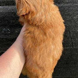 Shih Tzu Puppies from Lavender Lane Tzus