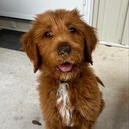 Boy 3 - Red  male Goldendoodle puppy in Bogue Chitto, Mississippi from Valentine Kennels