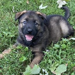 German Shepherds from Von Coley Haus