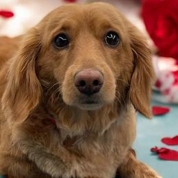 Clancy - Dachshund