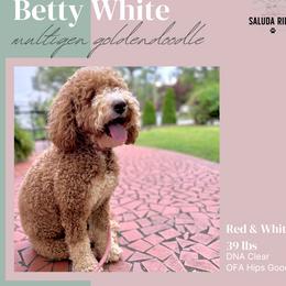 Betty - Goldendoodle