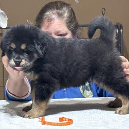 I have two boys available - Black and tan male Tibetan Mastiff puppy in Berlin, New Hampshire from Great North Woods Tibetan Mastiffs