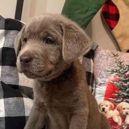 Silver Male- Black - Silver male Dilute Retriever puppy in Marion, Illinois from Summer Lovin’ Labradors of Southern Illinois