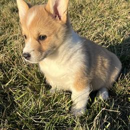 Candy - White and red female Pembroke Welsh Corgi puppy in Rolla, Missouri from Chapman Corgis