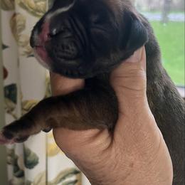 Dark fawn - Fawn male Boxer puppy in Plainwell, Michigan from Hope's Beautiful Boxers