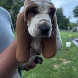 Basset Hound Puppies from Tia Blystone