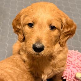 April - orange collar - Red  female Goldendoodle puppy in Puyallup, Washington from Dawnie’s Doodles