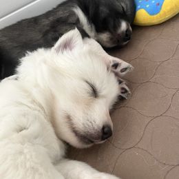 Siberian Husky Puppies from OAZS Pups