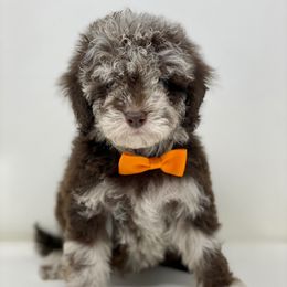 Cavapoos, Goldendoodles, and Poodles from Montana’s Best Doodles