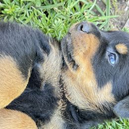 Rottweiler Puppies from Cross Creek Rottweilers