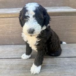 Bones - Brown and white male Bernedoodle puppy in Springville, Utah from Oodles of Bernedoodles