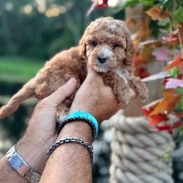 Asher - Apricot male Goldendoodle puppy in Cocoa, Florida from The Beach Doodles