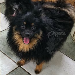 Charity - Pomeranian