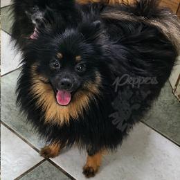 Charity - Pomeranian