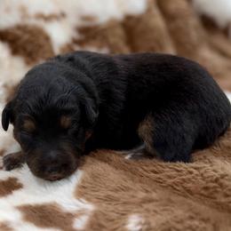 Tan collar - Black tri male Miniature Australian Shepherd puppy in 32046, Florida from River Hill Ranch